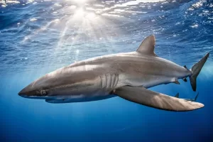 Read more about the article 7 Interesting Species of Sharks: How They Differ and Where to See Them
