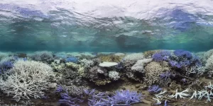 Read more about the article What is Coral Bleaching and Why Should You Care?