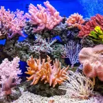 Coral Reef Conservation: Is it too late to save reefs?