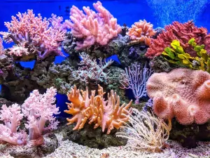 Read more about the article Coral Reef Conservation: Is it too late to save reefs?