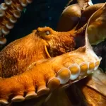 Mysterious Inner Life of the Octopus
