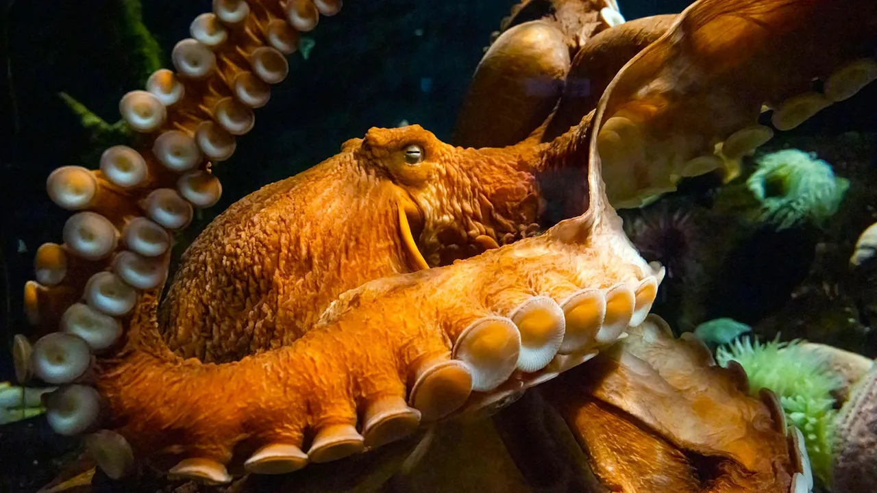 Read more about the article Mysterious Inner Life of the Octopus